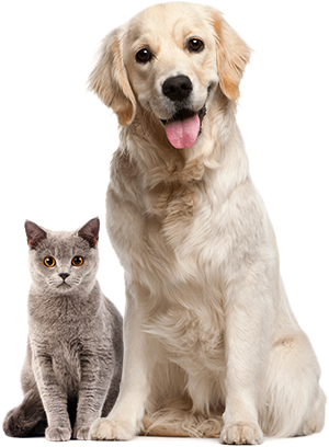 A grey cat and a beige dog
