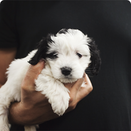 A white puppy with black ears
