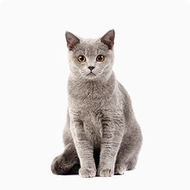 A grey cat